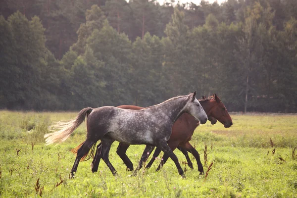 Häst besättningen kör gratis på bete — Stockfoto