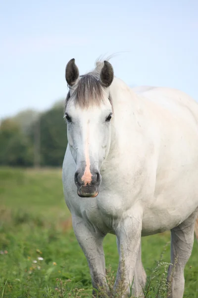 Retrato de caballo blanco en el pasto — Foto de Stock