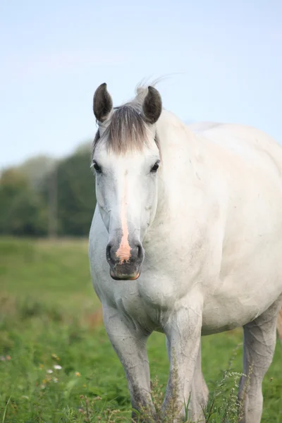 Schimmel-Porträt auf der Weide — Stockfoto