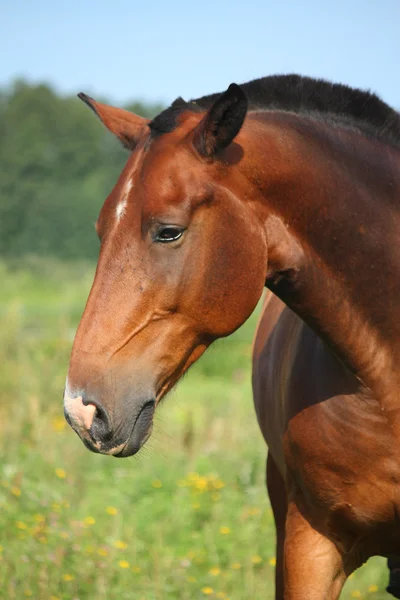 Hermoso retrato de caballo de bahía en verano —  Fotos de Stock