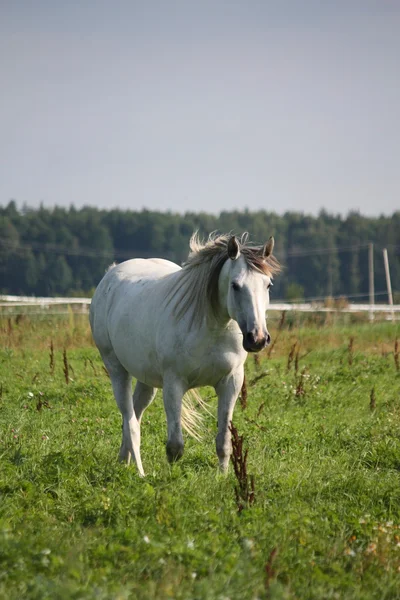 Retrato de caballo blanco en el pasto — Foto de Stock