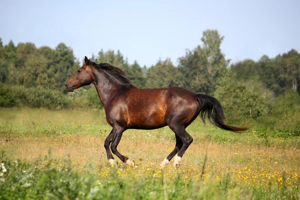 Hermoso caballo de la bahía galopando en el pasto — Foto de Stock