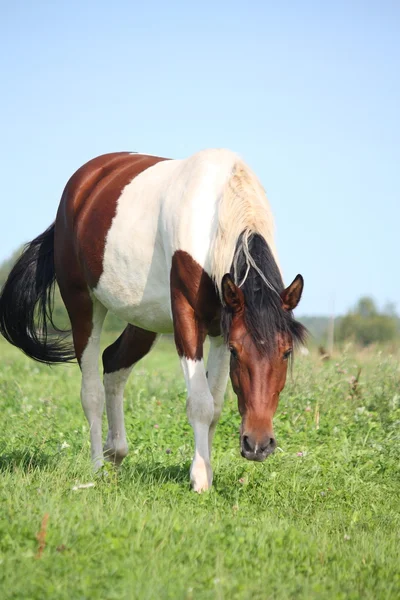 Skewbald horse at the pasture in summer — Stock Photo, Image