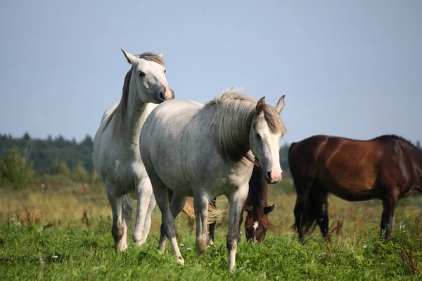 Two white horses walking at the field