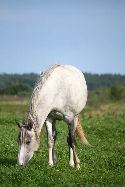 Retrato de caballo blanco en el pasto — Foto de Stock