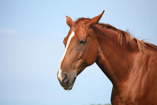 Портрет лошади каштана на фоне неба — стоковое фото