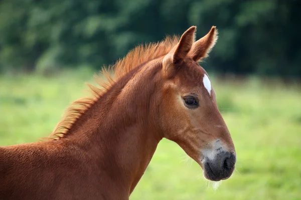 夏に美しい栗の馬の肖像画 — ストック写真