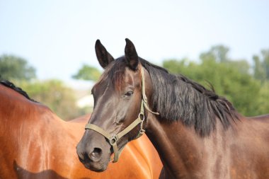 derin bir nefes alarak siyah at