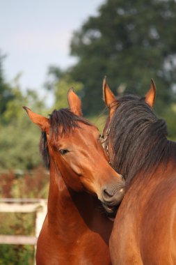 iki kahverengi at birbirine sürtüyor