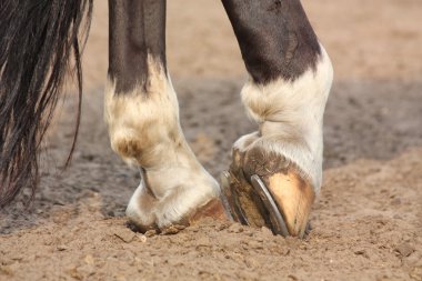 at hoofs at nalı ile yakın çekim