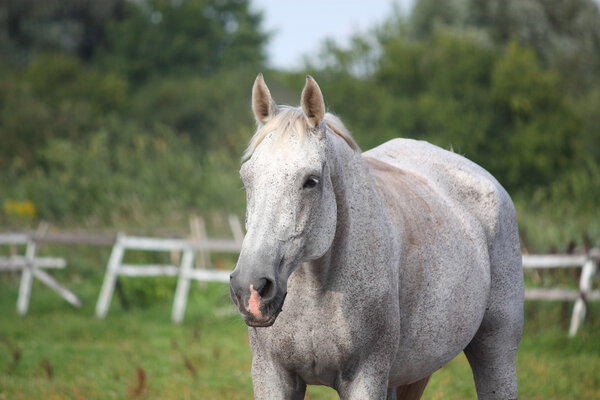 Красивый портрет серой лошади летом
