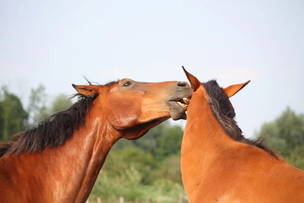 Дві коричневі коні накидаються один на одного — стокове фото