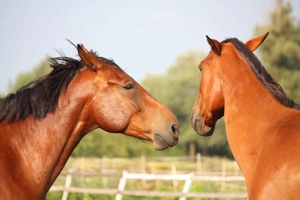 Zwei braune Pferde, die sich gegenseitig anstupsen — Stockfoto