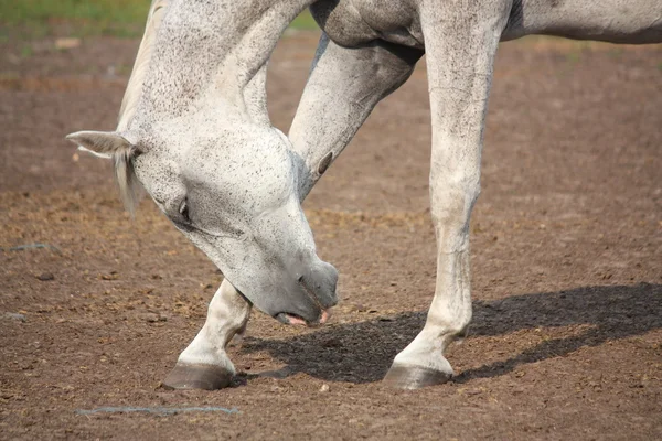 Hermoso caballo gris inclinándose en verano — Foto de Stock