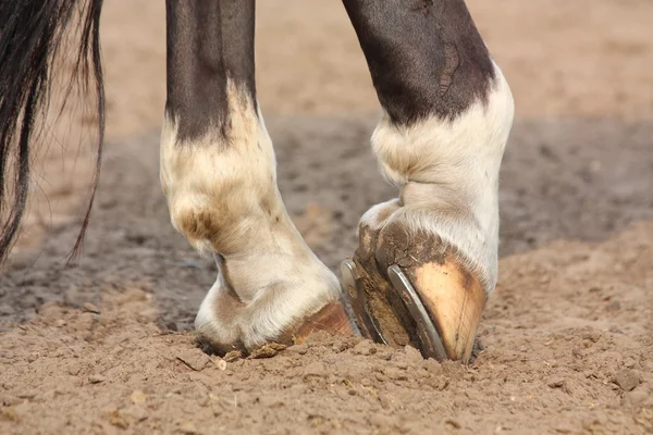 Sabots de cheval avec fer à cheval gros plan — Photo