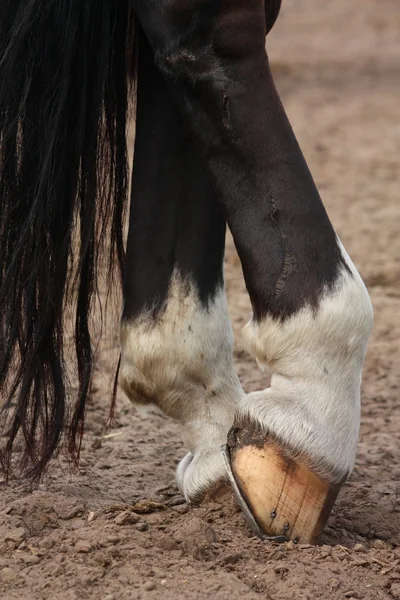 Cascos de caballo con herradura de cerca — Foto de Stock