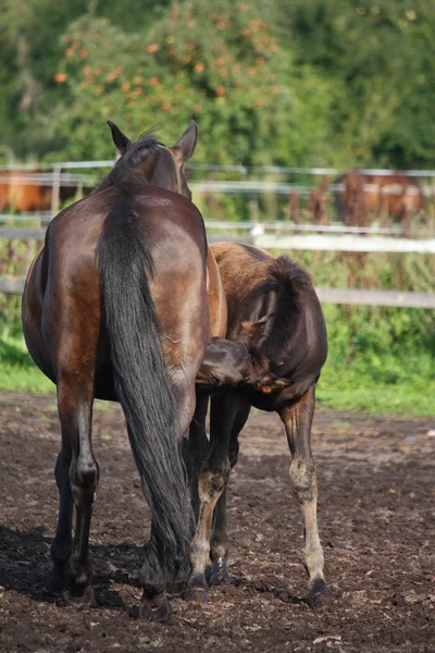 Preto potro amamentando de sua mãe — Fotografia de Stock