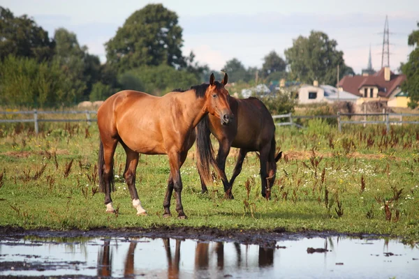 Two horses standing near the water on the pasture — Stok fotoğraf