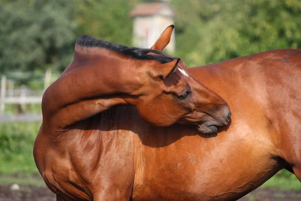 Cavalo marrom arranhando-se no pasto — Fotografia de Stock