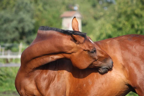 Caballo marrón arañándose en el pasto — Foto de Stock