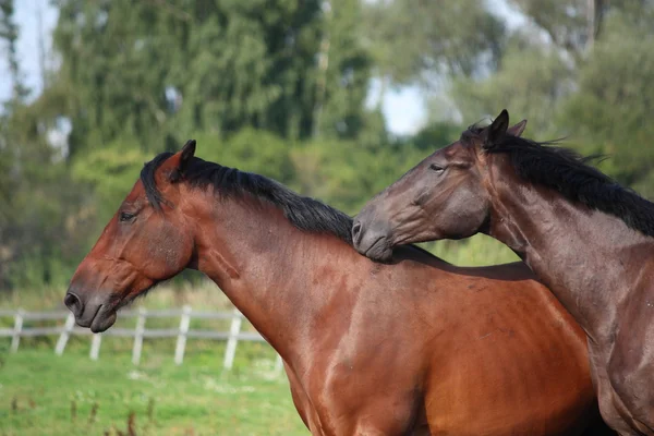 Dois cavalos castanhos nuzzling uns aos outros — Fotografia de Stock