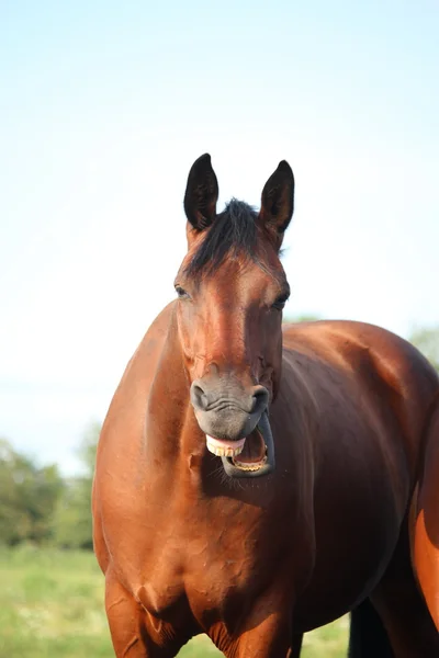 Bostezar retrato divertido caballo de la bahía —  Fotos de Stock