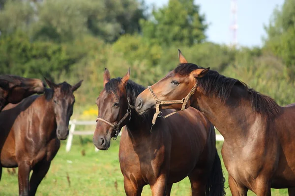 Dwa brązowe konie nuzzling siebie — Zdjęcie stockowe