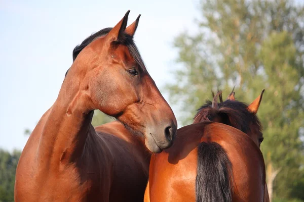 Vackra bay häst porträtt i sommar — Stockfoto