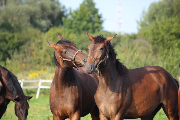 Two brown horses nuzzling each other — Stock Photo, Image