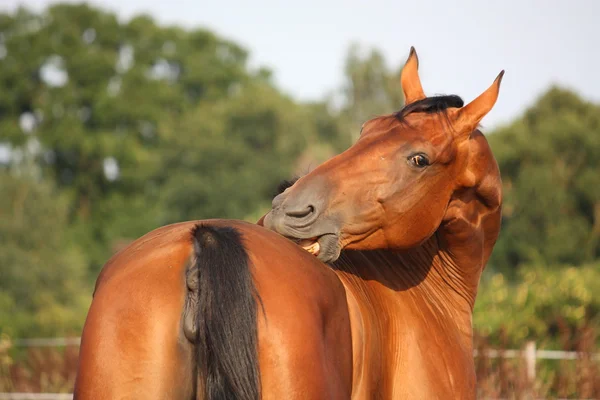 Bruin paard scratching zelf op de Wei — Stockfoto