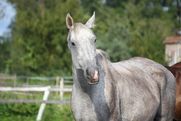 Mooie grijze paard portret in de zomer — Stockfoto