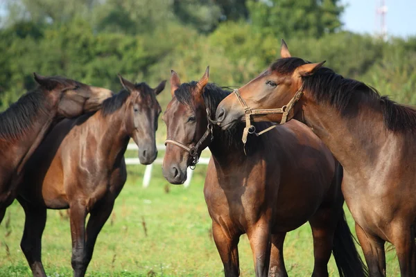 Due cavalli marroni che si accarezzano — Foto Stock