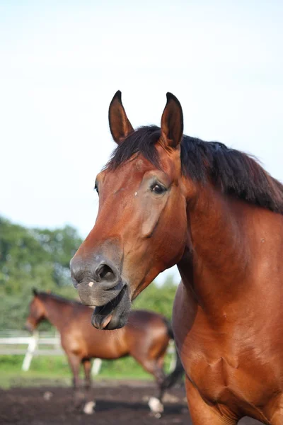 Yawning bay horse portrait in summer — Stock Photo, Image