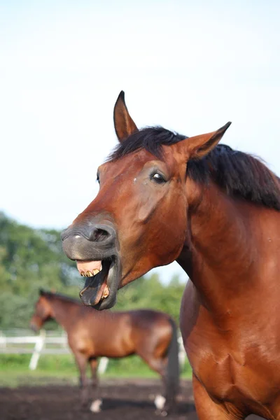 Retrato de caballo de bahía bostezando en verano —  Fotos de Stock