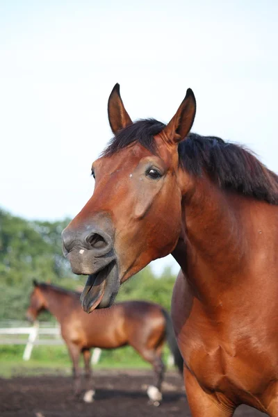 Sbadigliare baia cavallo ritratto in estate — Foto Stock