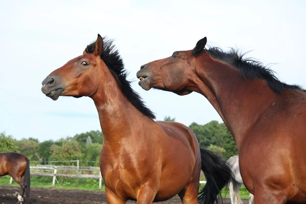 Två bruna hästar som kämpar i besättningen — Stockfoto