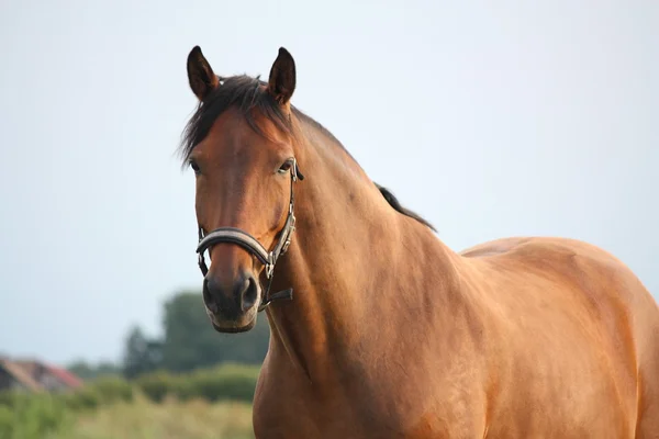 Beautiful bay horse portrait in summer — Stock Photo, Image