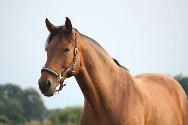 Beautiful bay horse portrait in summer — Stock Photo, Image