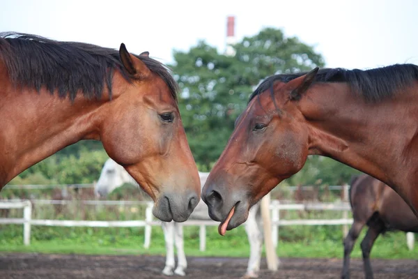 Two funny brown horses yawning — Stock Photo, Image