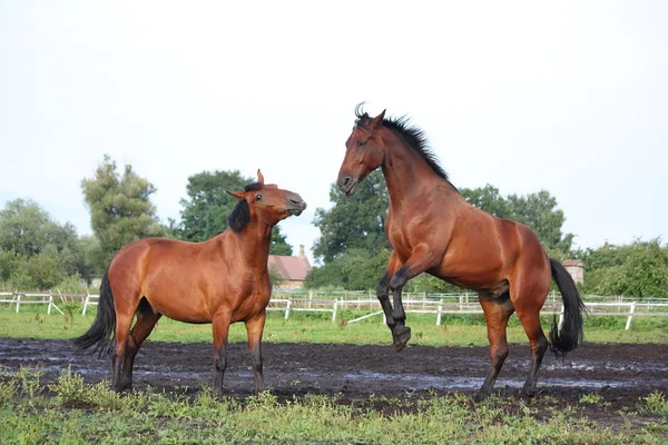 Två bruna hästar som kämpar i besättningen — Stockfoto