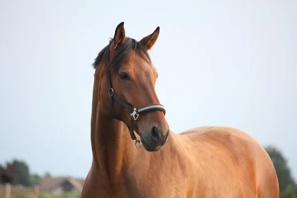 Hermoso retrato de caballo de bahía en verano —  Fotos de Stock