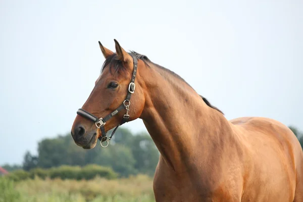 Beautiful bay horse portrait in summer — Stock Photo, Image