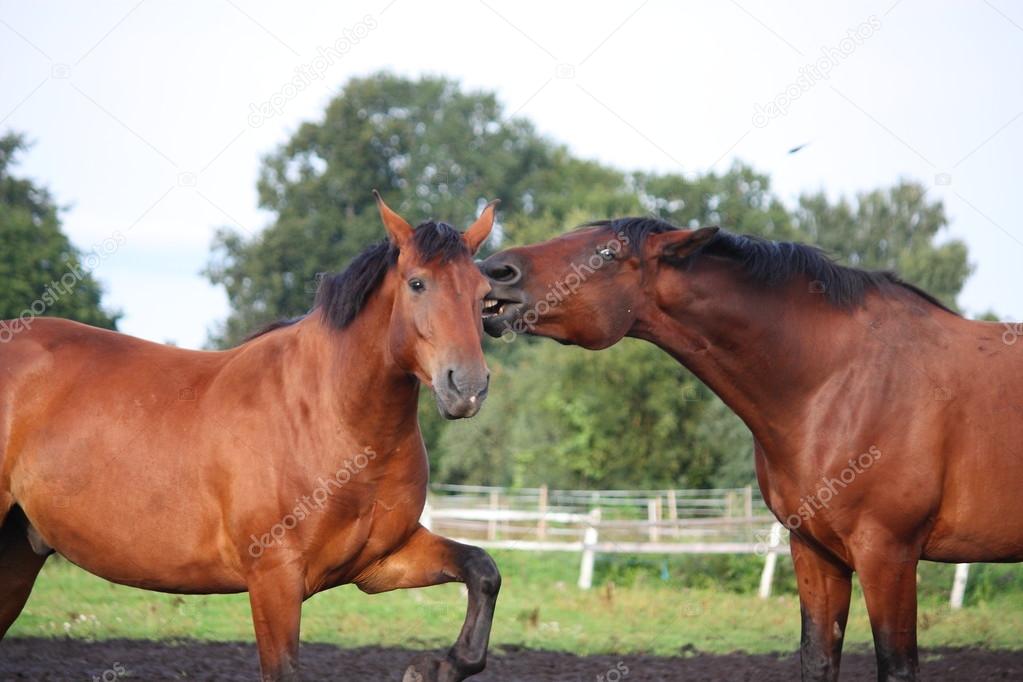 Two brown horses fighting in the herd