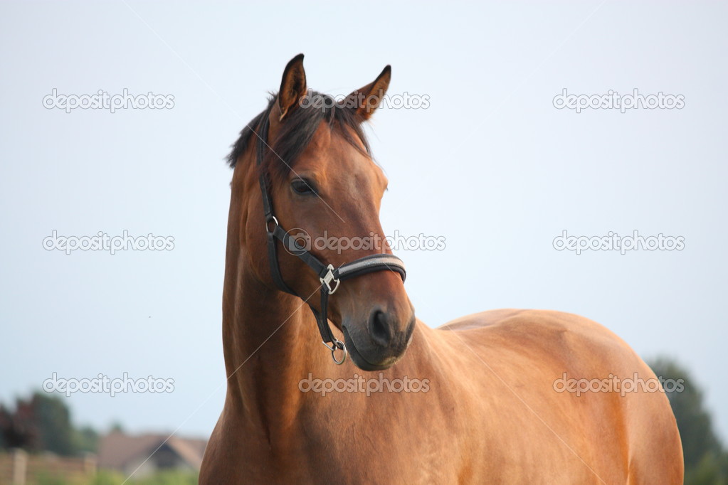 Beautiful bay horse portrait in summer
