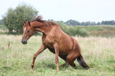 mutlu at çimenlerde haddeleme