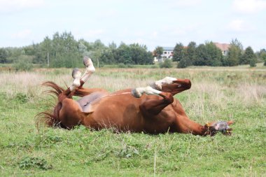 mutlu at çimenlerde haddeleme