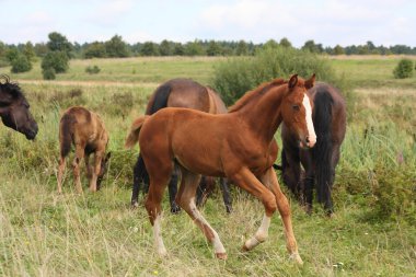 Young foal running free at the pasture clipart