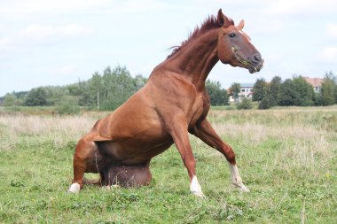 mutlu at çimenlerde haddeleme