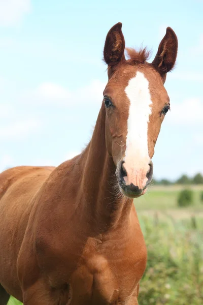 Χαριτωμένο μωρό καστανιάς foal πορτρέτο — Φωτογραφία Αρχείου