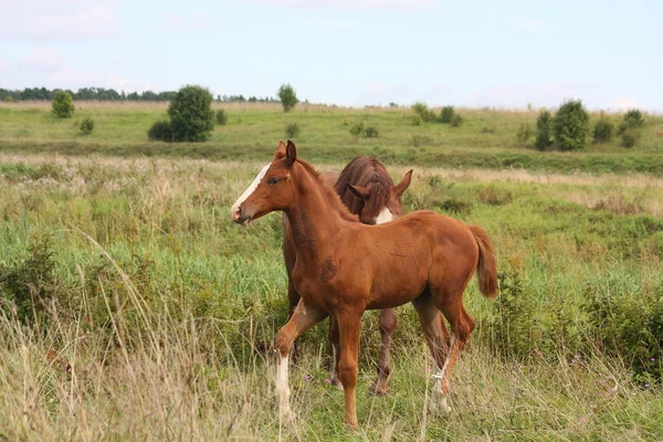 Young foal running free at the pasture — Stock Photo, Image